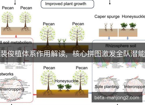 裴俊植体系作用解读，核心拼图激发全队潜能